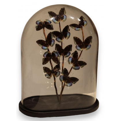 Globe de papillons \"Lexias pardalis jadeitina\"