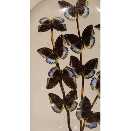 Globe de papillons "Lexias pardalis jadeitina"