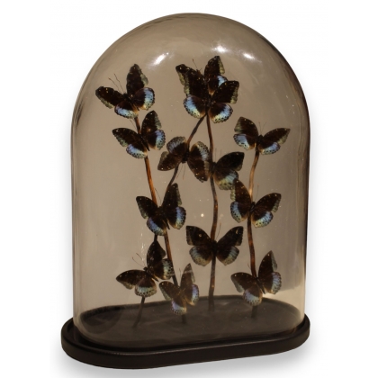 Globe de papillons \"Lexias pardalis jadeitina\"