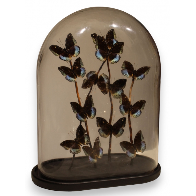 Globe de papillons \"Lexias pardalis jadeitina\"