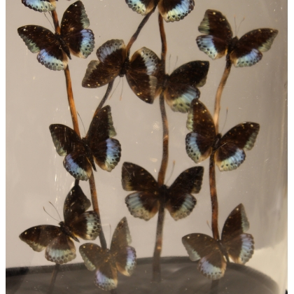 Globe de papillons \"Lexias pardalis jadeitina\"