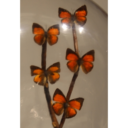 Globe de papillons oranges
