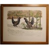 Lithographie "Grand Tétras" signée C. STERN 92