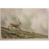 Gravure "Cerf" signée RIME