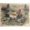 Gravure "Nette rousse" signé Robert HAINARD