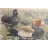Gravure "Nette rousse" signé Robert HAINARD