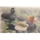 Gravure "Nette rousse" signé Robert HAINARD