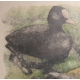 Gravure "Nette rousse" signé Robert HAINARD