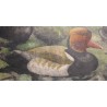 Gravure "Nette rousse" signé Robert HAINARD