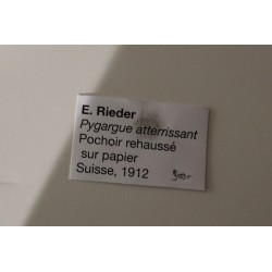 Paire de pochoirs "Rapaces" signés E. RIEDER