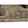 Bronze \"Cheval\" signé Pierre BLANC N. 6