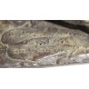 Bronze \"Cheval\" signé Pierre BLANC N. 6
