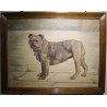 Tableau Chien \"Bulldog anglais\" signé C. KING
