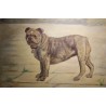 Tableau Chien \"Bulldog anglais\" signé C. KING