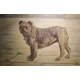 Tableau Chien "Bulldog anglais" signé C. KING