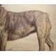 Tableau Chien "Bulldog anglais" signé C. KING