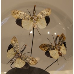 Sphère aux papillons - Moyenne