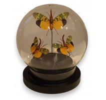 Sphère aux papillons - Petite
