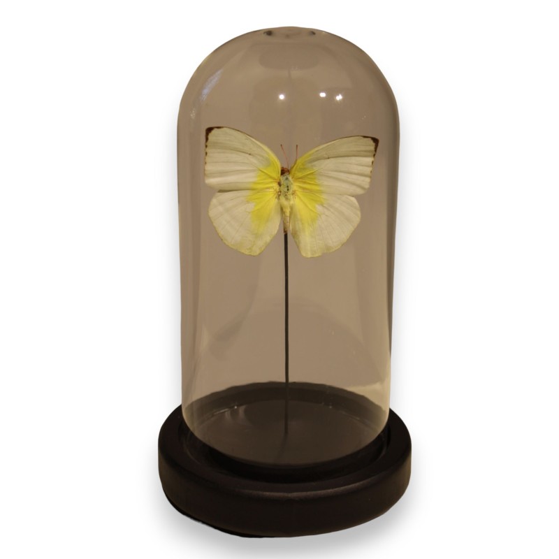 Globe rond au papillon jaune