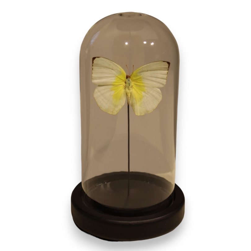 Globe rond au papillon jaune