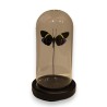 Globe rond au papillon noir