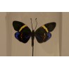 Globe rond au papillon noir
