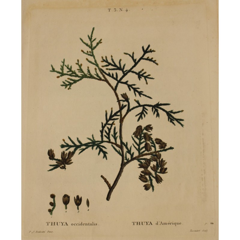 Engraving of "THUYA occidentalis" by REDOUTÉ