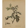 Engraving of "THUYA occidentalis" by REDOUTÉ