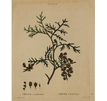 Gravure "THUYA occidentalis" par REDOUTÉ