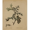 Gravure "THUYA occidentalis" par REDOUTÉ