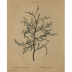 Gravure "THUYA articulata" par REDOUTÉ