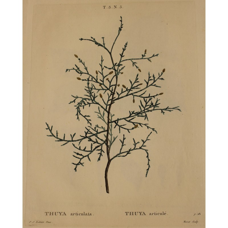 Engraving of ‘THUYA articulata’ by REDOUTÉ