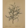 Engraving of ‘THUYA articulata’ by REDOUTÉ