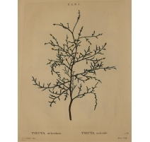 Gravure "THUYA articulata" par REDOUTÉ