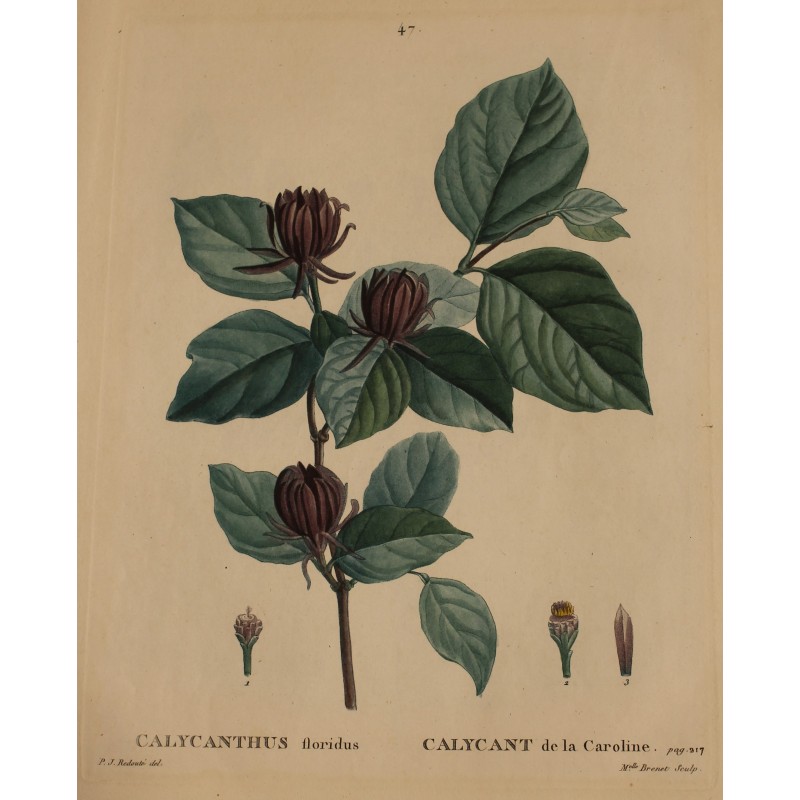 Engraving of "CALYCANTHUS floridus" by REDOUTÉ