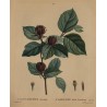 Engraving of "CALYCANTHUS floridus" by REDOUTÉ