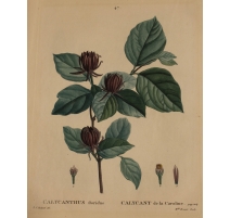 Gravure "CALYCANTHUS floridus" par REDOUTÉ