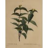 Engraving ‘LONICERA Diervilla’ by REDOUTÉ