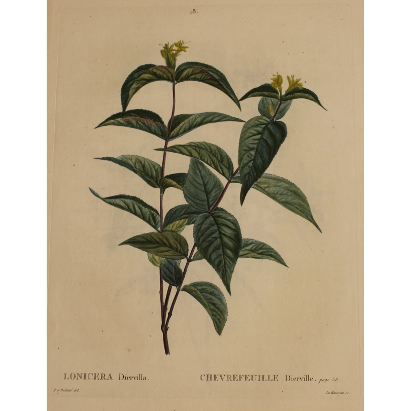 Gravure "LONICERA Diervilla" par REDOUTÉ