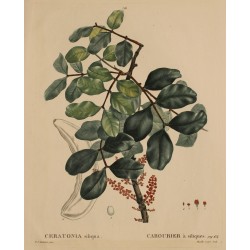 Gravure "CERATONIA siliqua" par REDOUTÉ