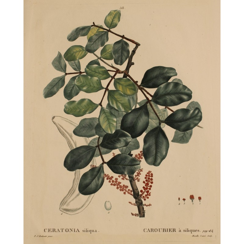 Gravure "CERATONIA siliqua" par REDOUTÉ
