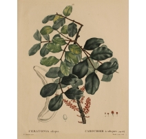 Gravure "CERATONIA siliqua" par REDOUTÉ