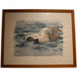 Gravure "Couple d'eiders" signé Robert HAINARD