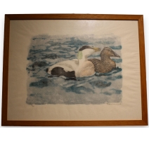 Gravure "Couple d'eiders" signé Robert HAINARD