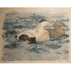 Gravure "Couple d'eiders" signé Robert HAINARD