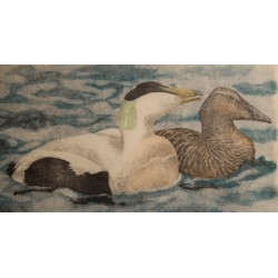 Gravure "Couple d'eiders" signé Robert HAINARD