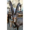 Bouquetin taille nature en bronze