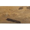 Dessin "Marine" signé HACCOU 1819