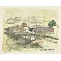 Gravure "Couple de colverts" signée HAINARD