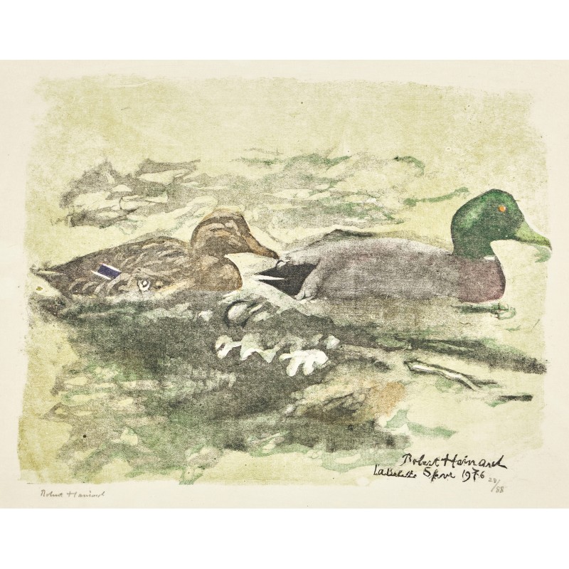 Gravure "Couple de colverts" signée HAINARD